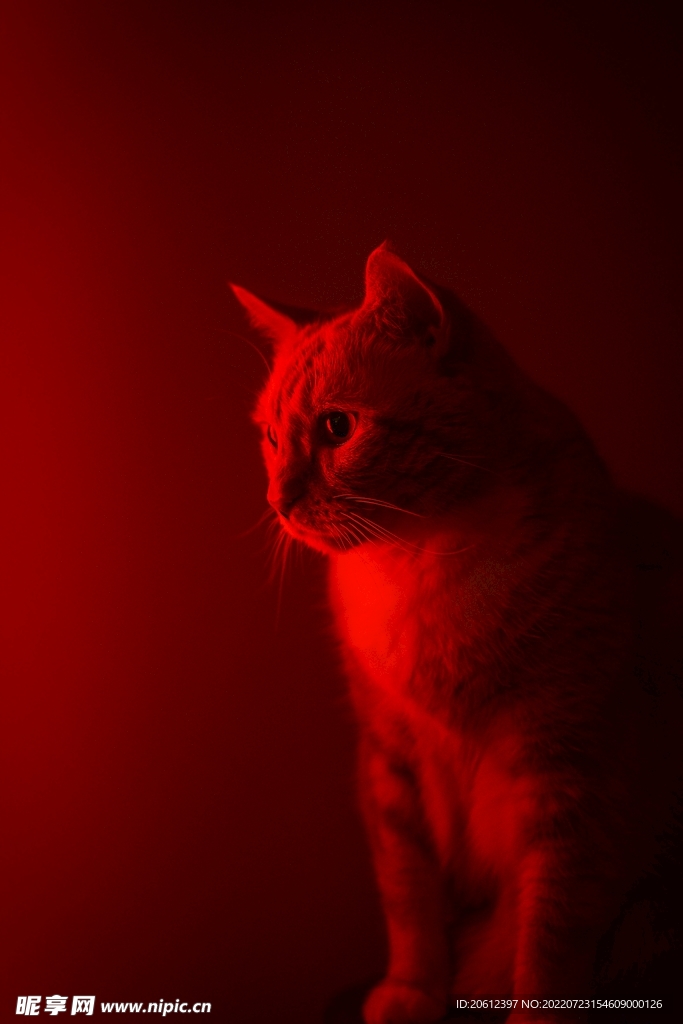 红色小猫