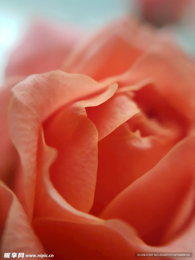 红色花蕊