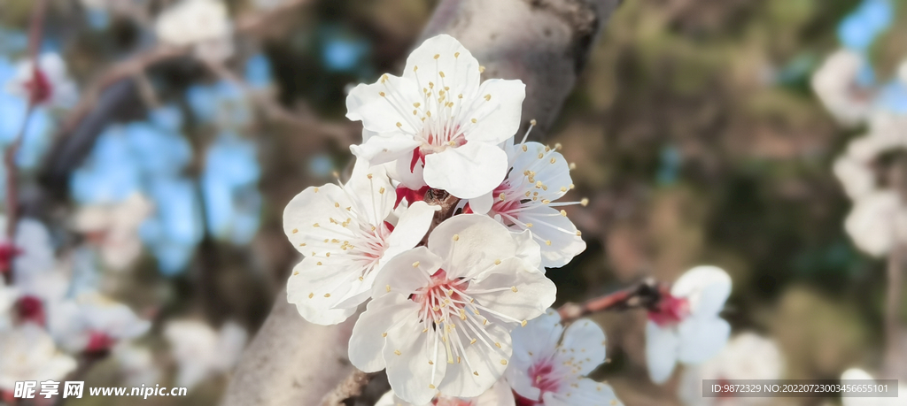 杏花