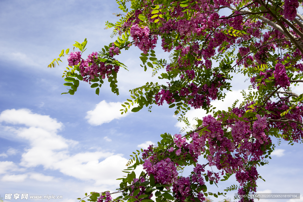香花槐