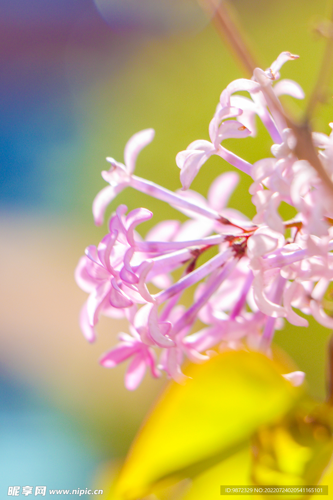 丁香花