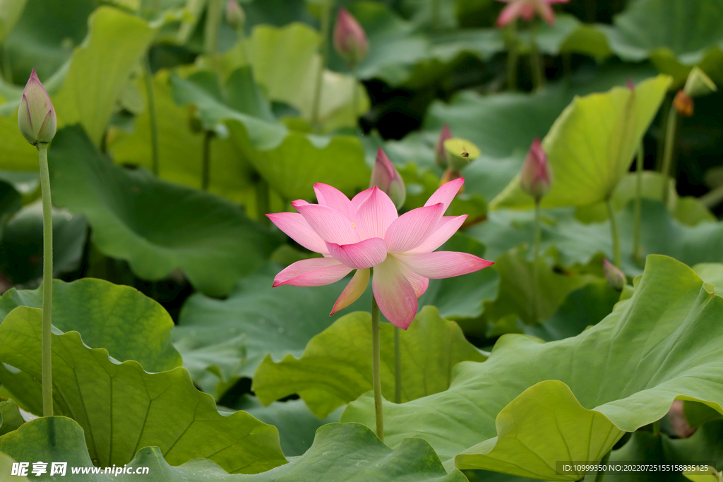 荷花