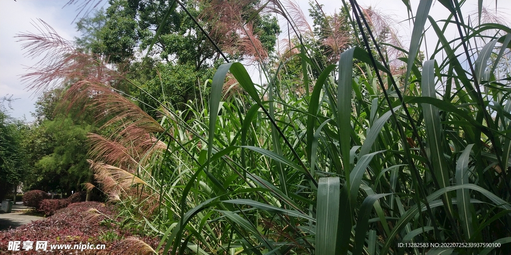 野外芒草