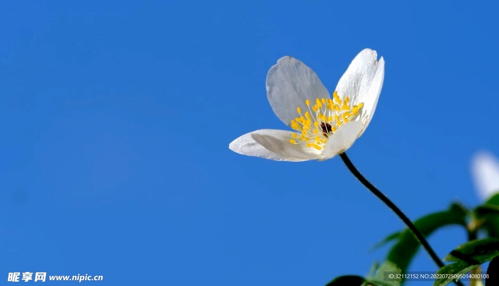 银莲花延时摄影