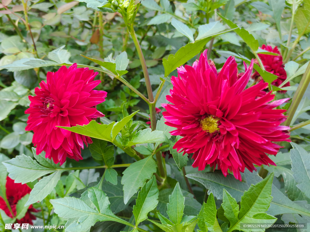 大丽花