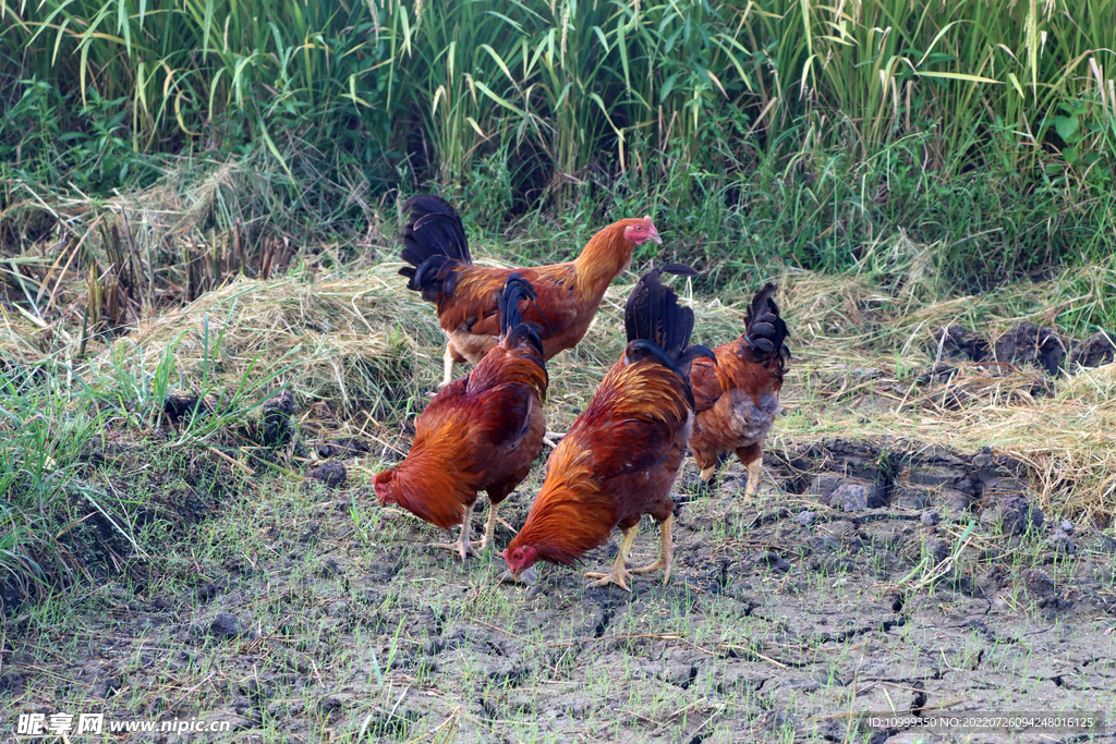 田园土鸡