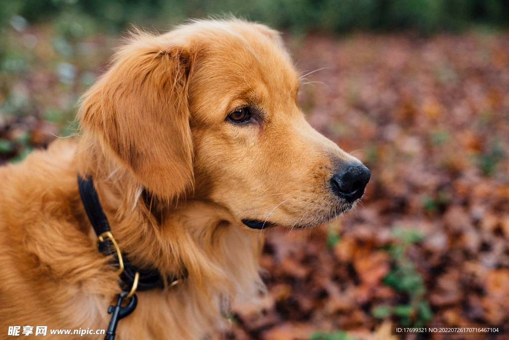 金毛犬