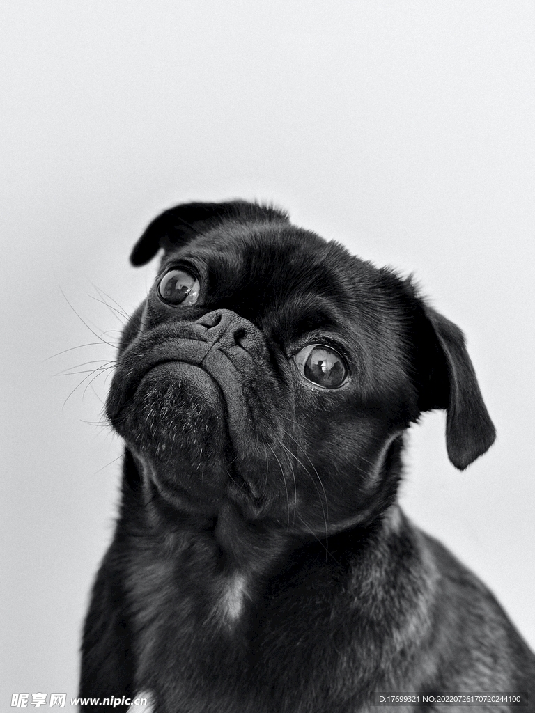 黑色法斗犬