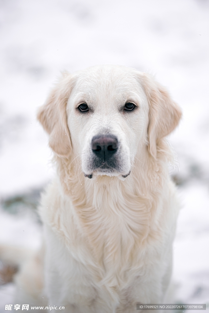 白色金毛犬