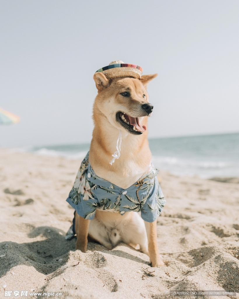 柴犬
