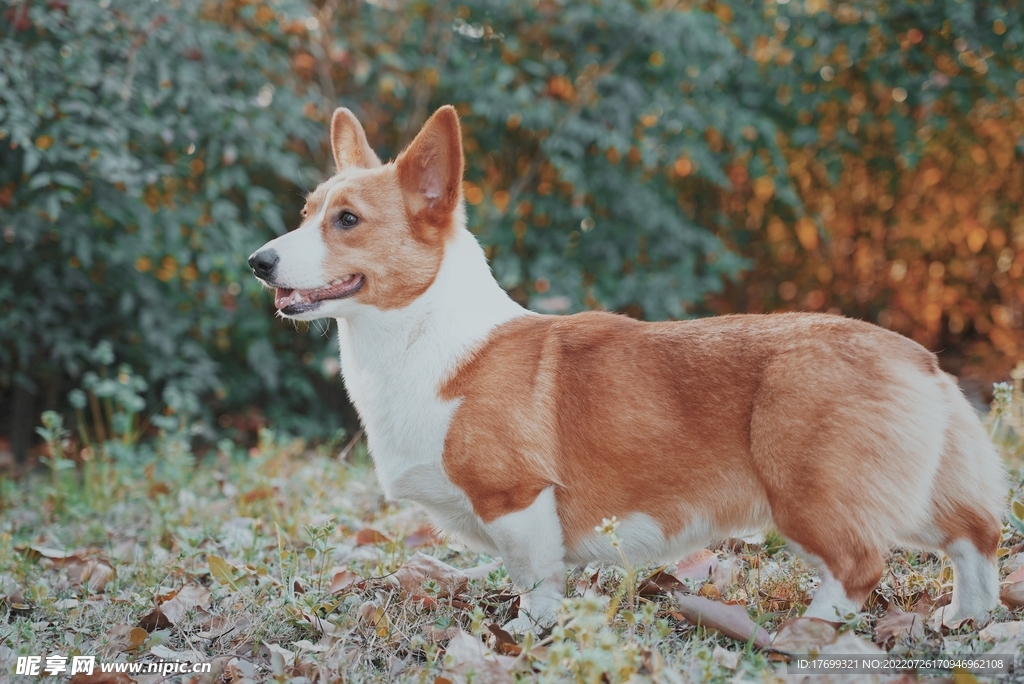 柯基犬