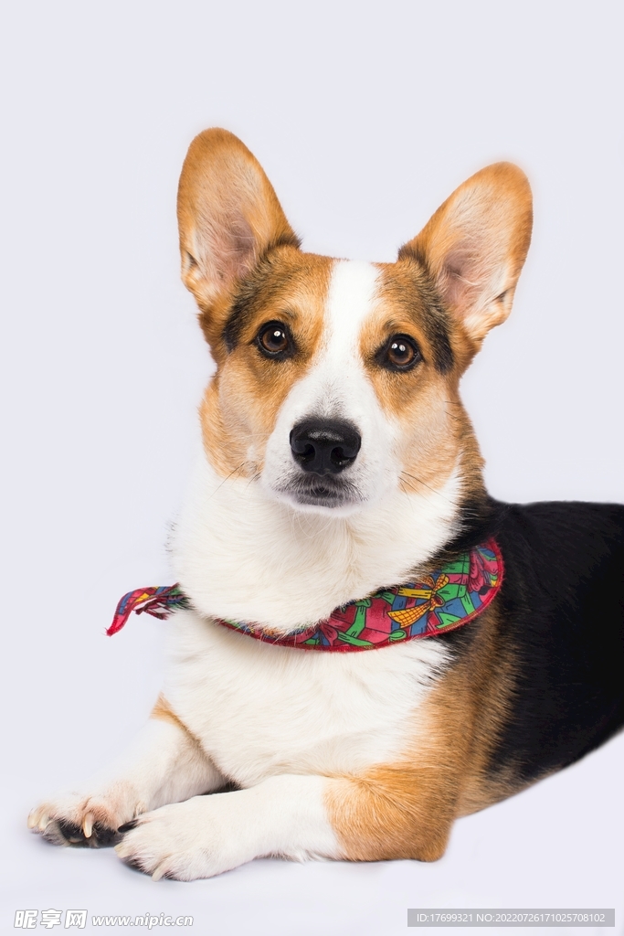 柯基犬