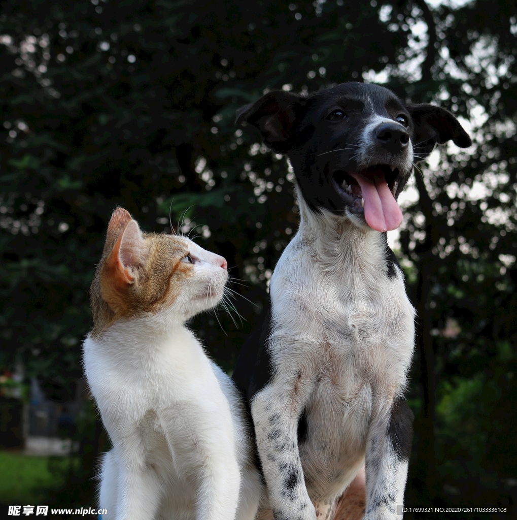 小猫和狗