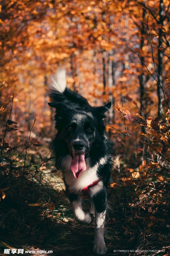 瑞士伯恩山犬