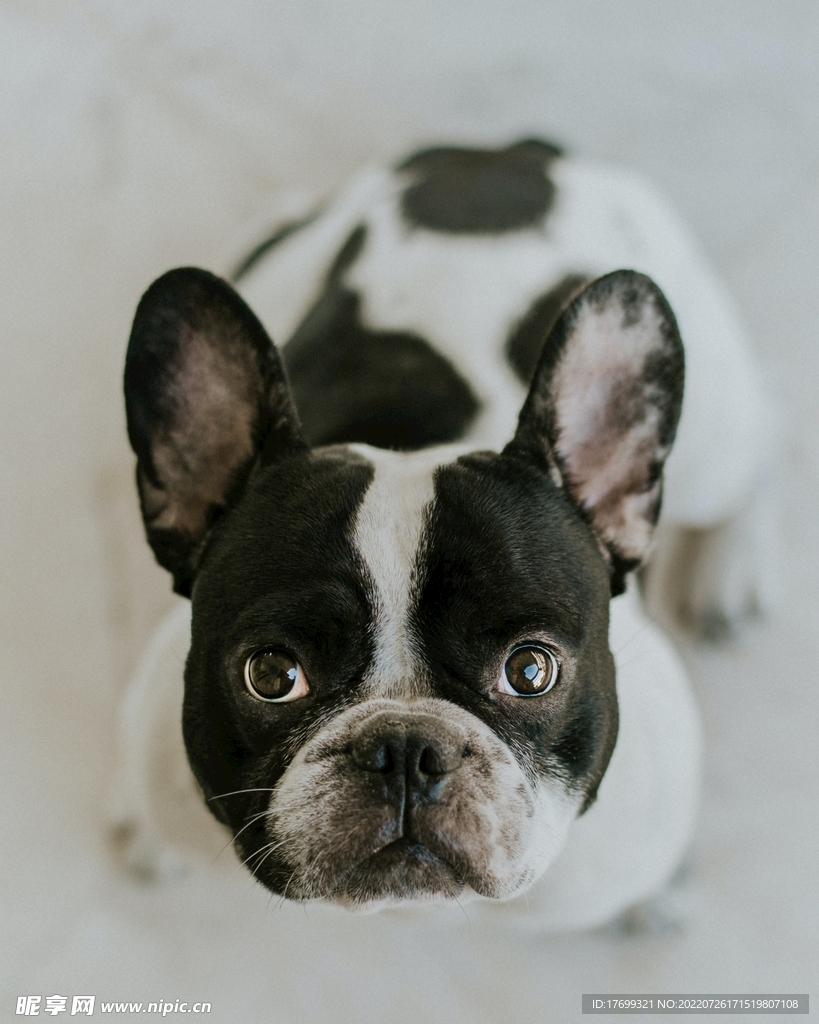 法斗犬