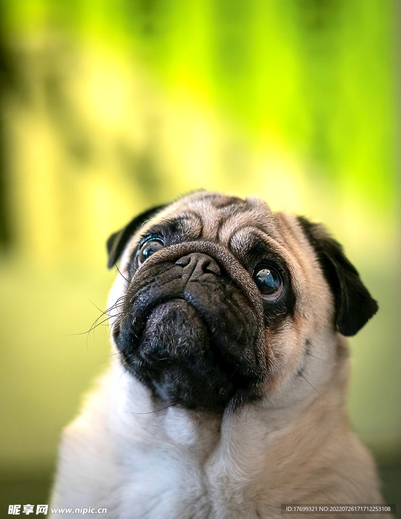 法斗犬