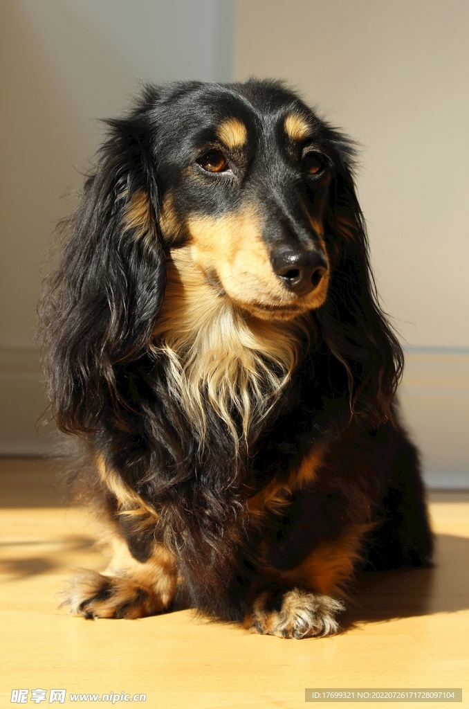 腊肠犬
