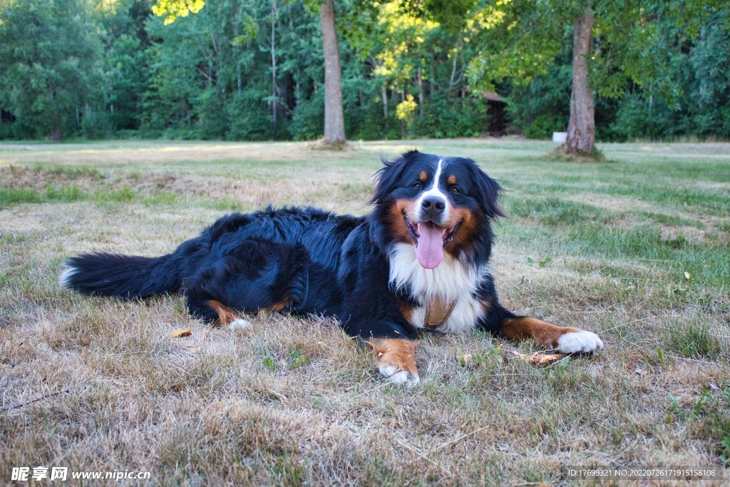 瑞士伯恩山犬