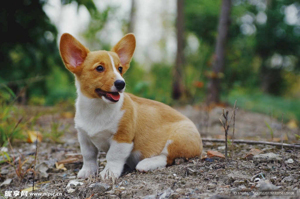 柯基犬