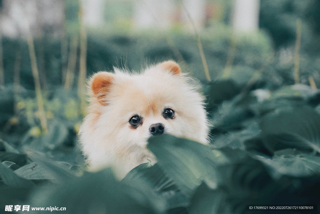 博美犬