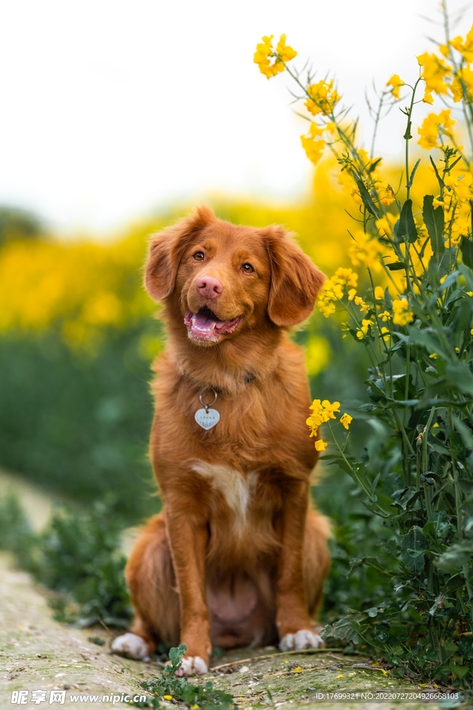 金毛犬