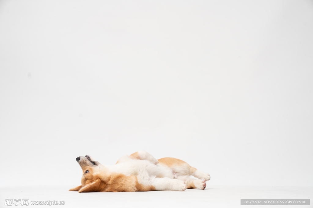 柯基犬
