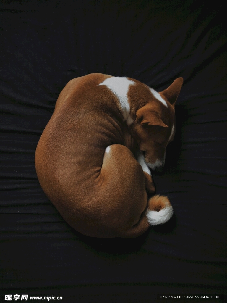 狗