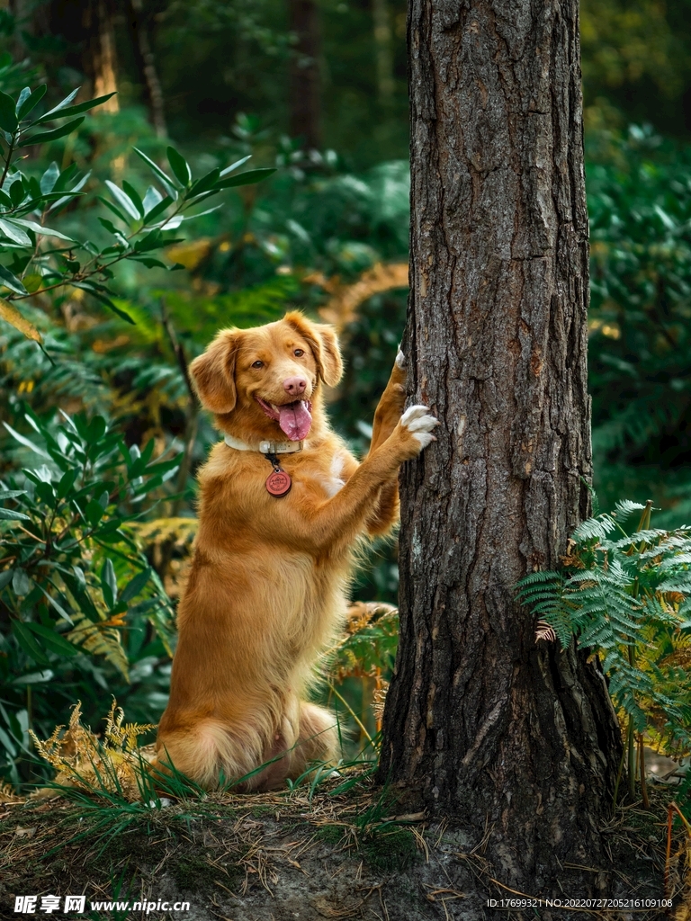 金毛犬