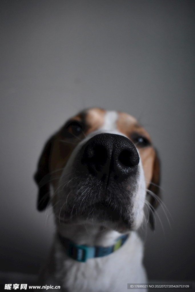 狗