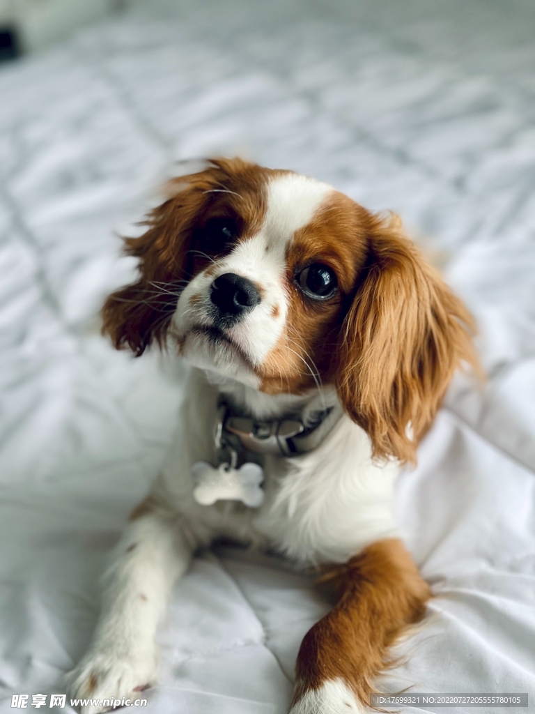 狗