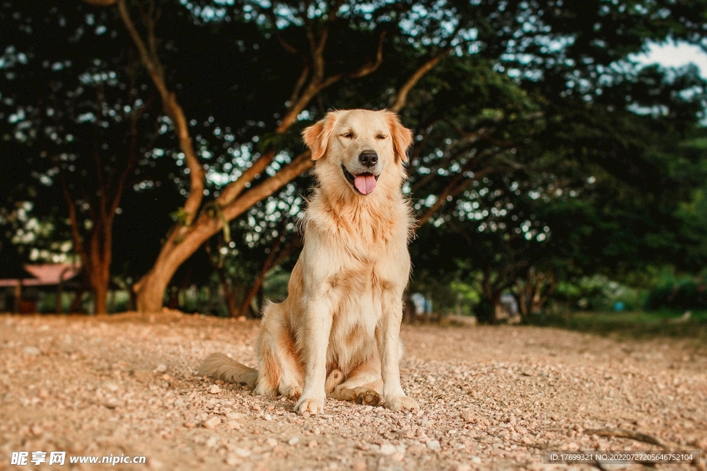 狗