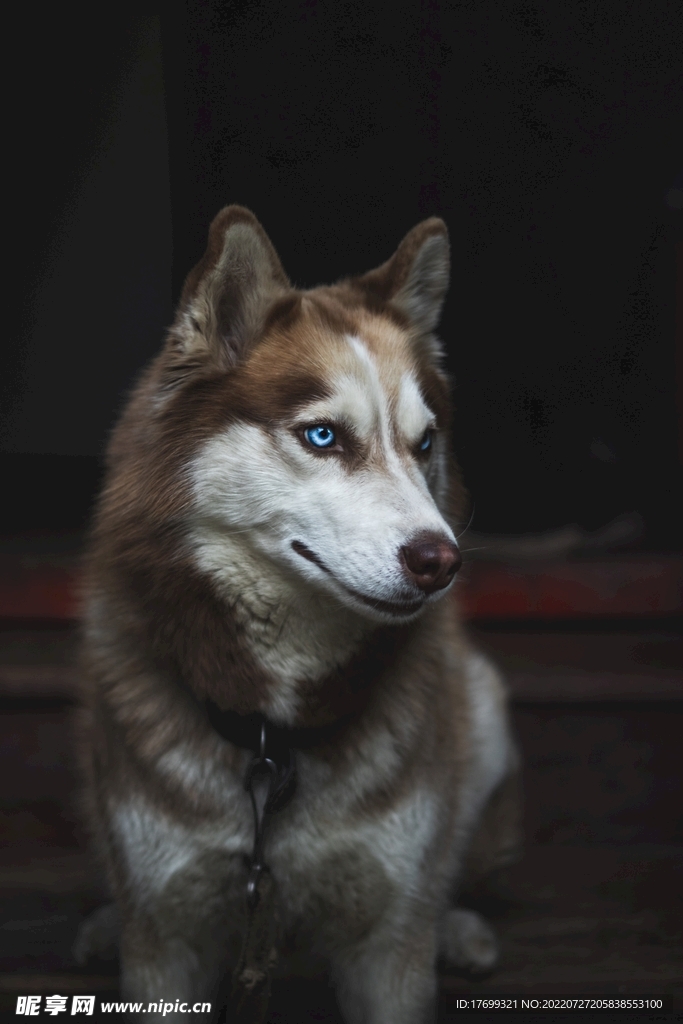 狼狗