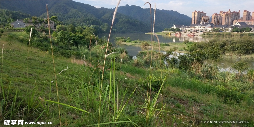 野外白茅图片