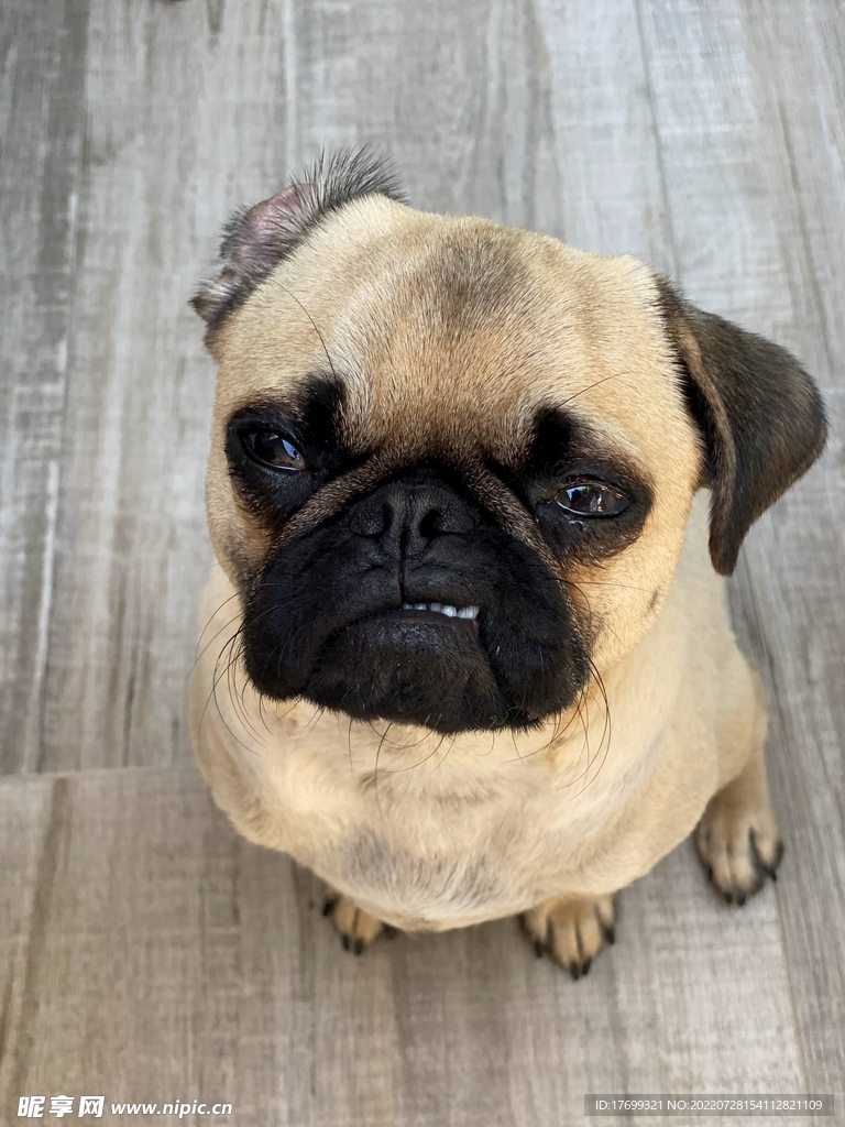 狗