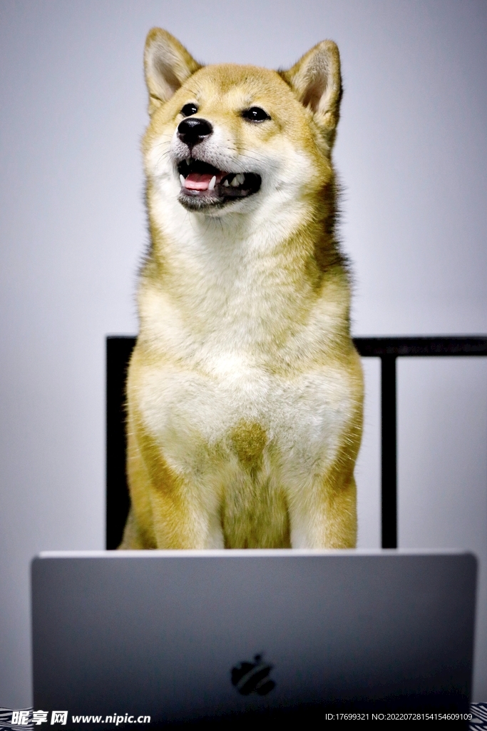狗