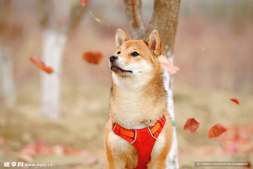 狗