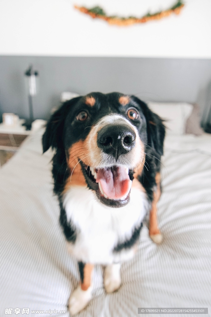 狗