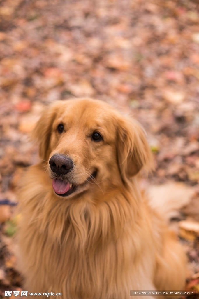 狗