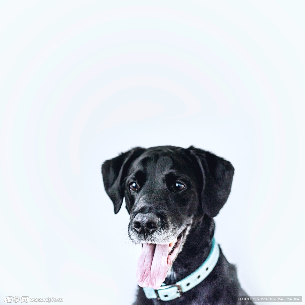 狗