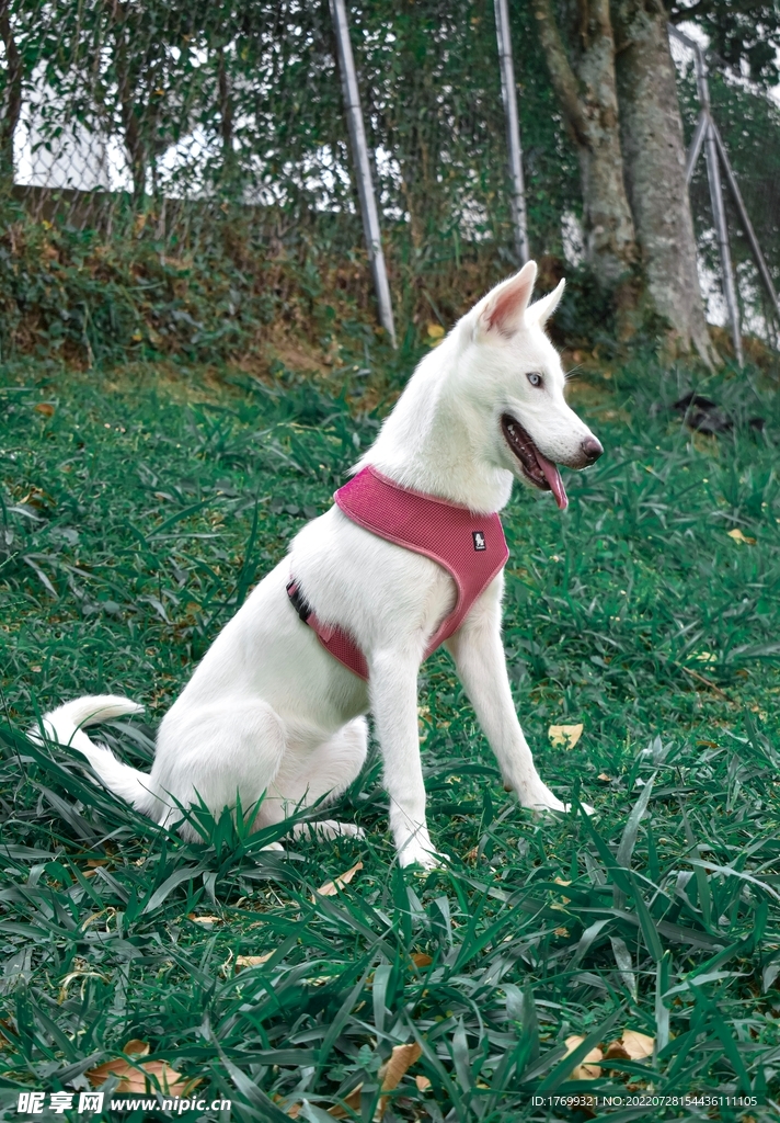 狗