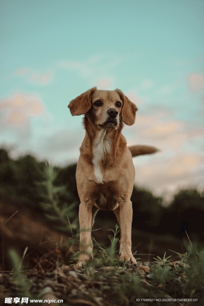 狗