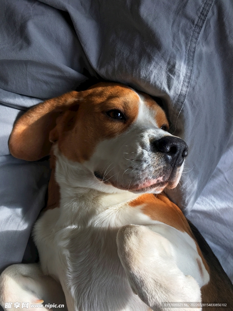 狗