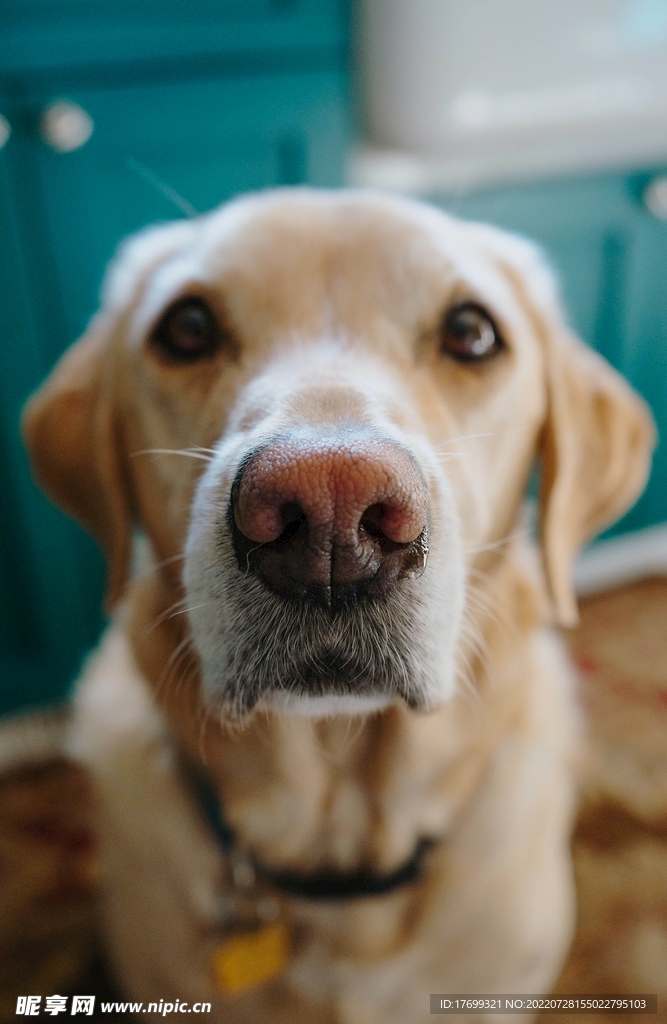 狗