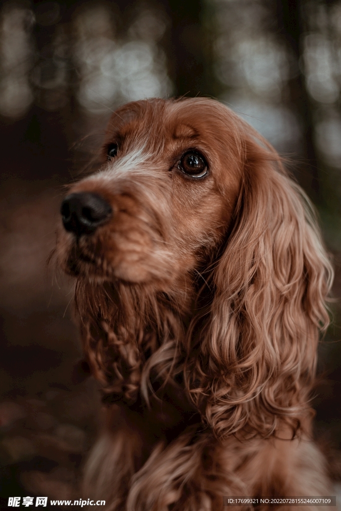 金毛犬