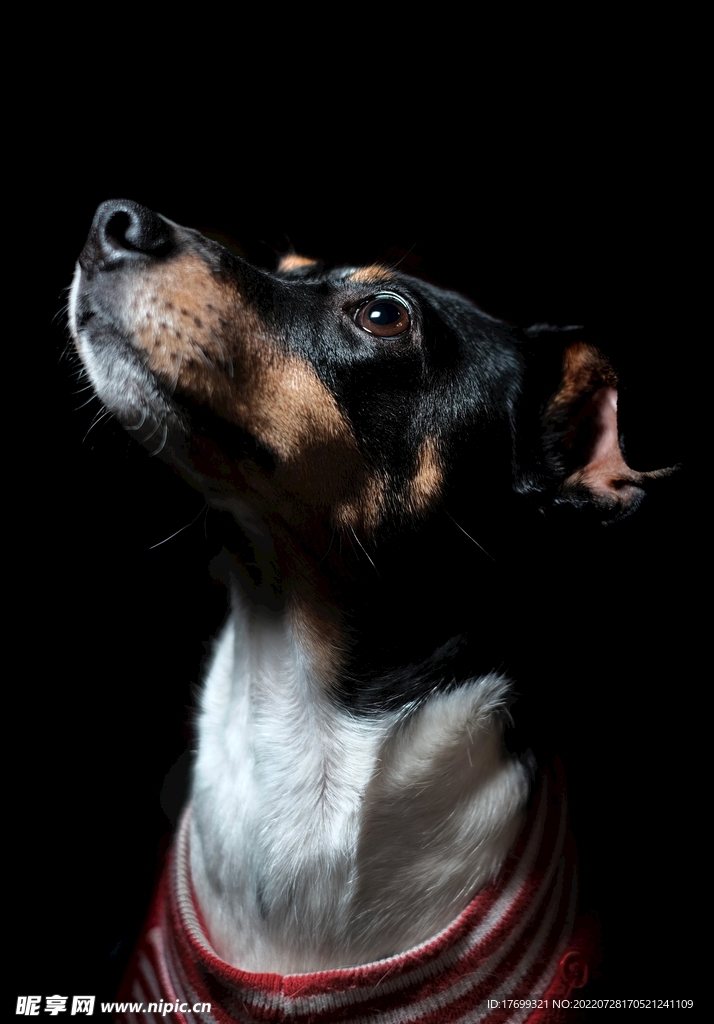 狗