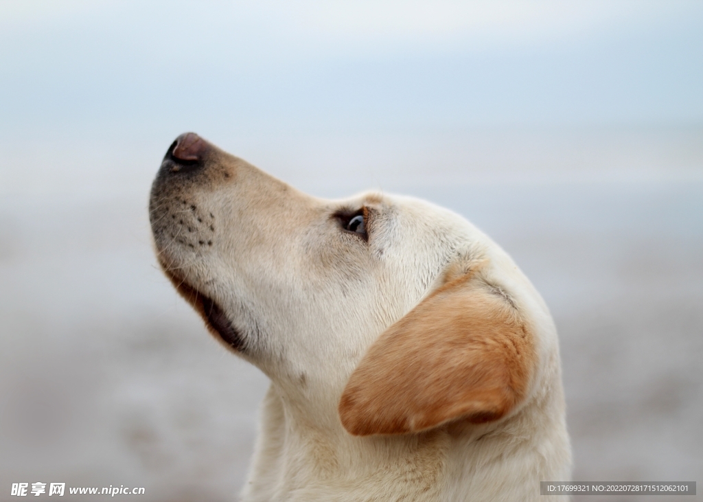 狗
