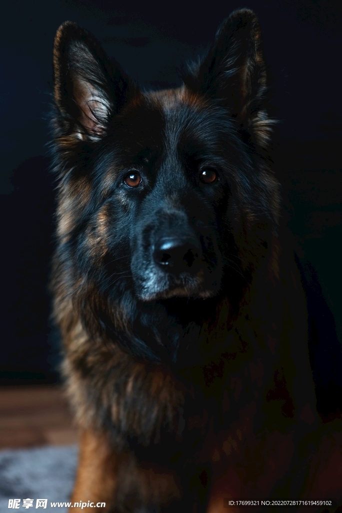 狗