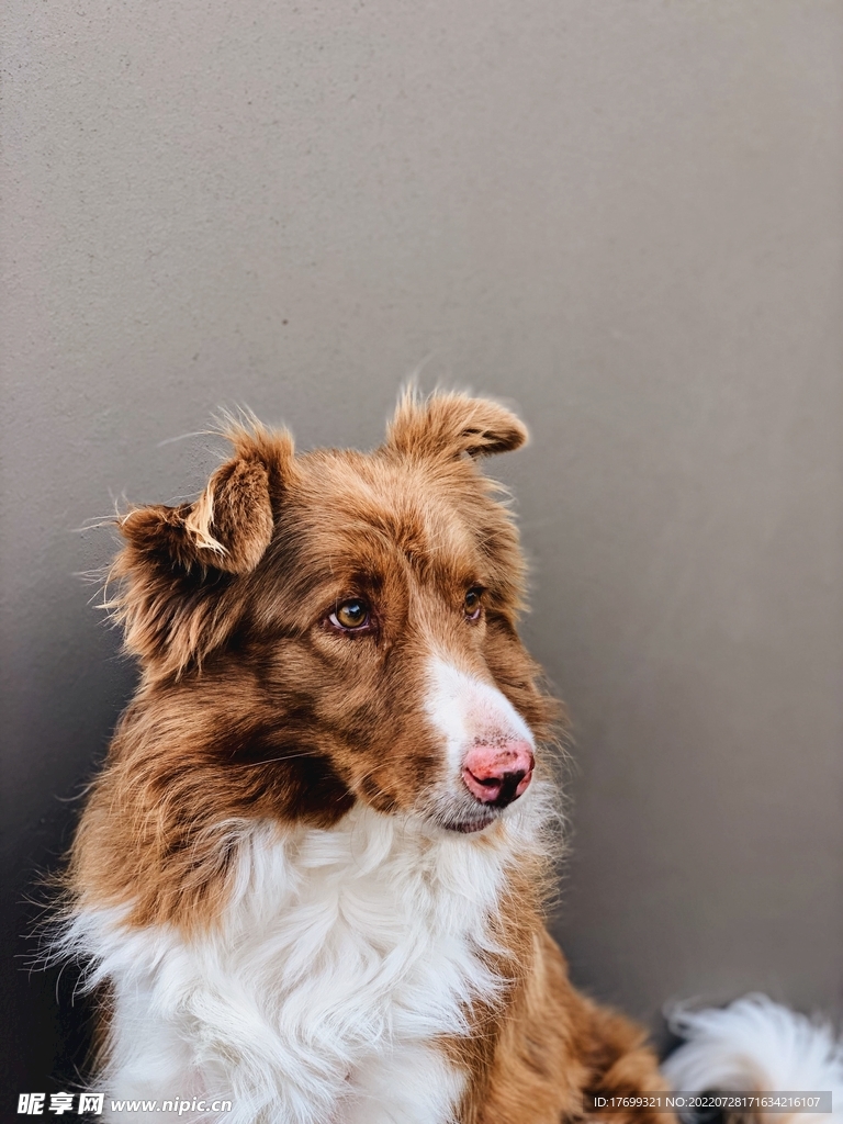 狗