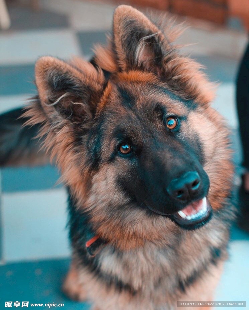 狗
