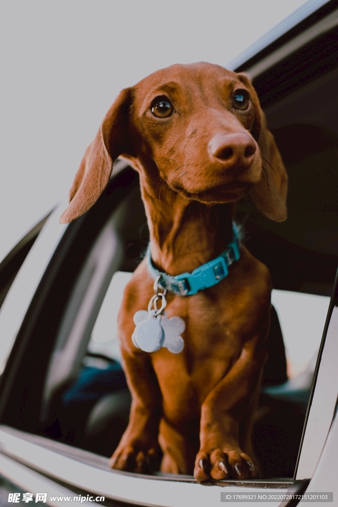 狗